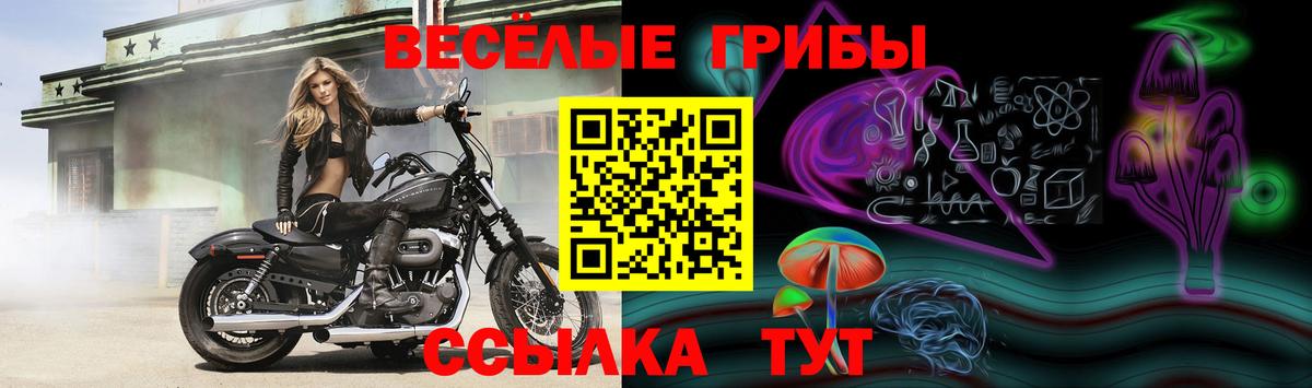 Псилоцибиновые грибы прущие грибы Вышний Волочёк